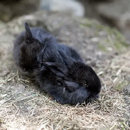 Appartamento Gul Baba Saray Budapest