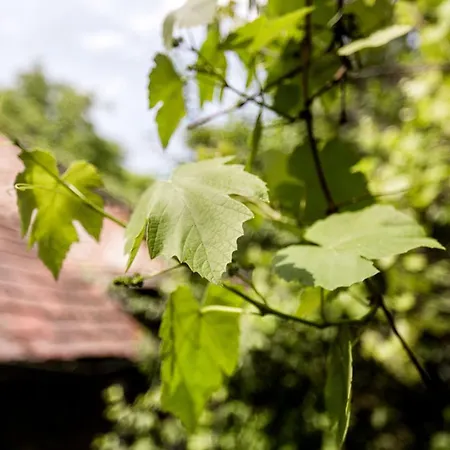 Apartmán Gul Baba Saray